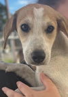 adoptable Dog in , NJ named Layla - Lovely Pup!