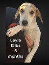 Layla - Lovely Pup!