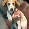 Layla - Lovely Pup!