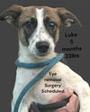 adoptable Dog in , NJ named Luke - Loving Boy!!