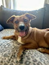 adoptable Dog in , NJ named Cherry Limeade - Sweet Treat!