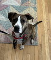 Darlene - Brindle Beauty!