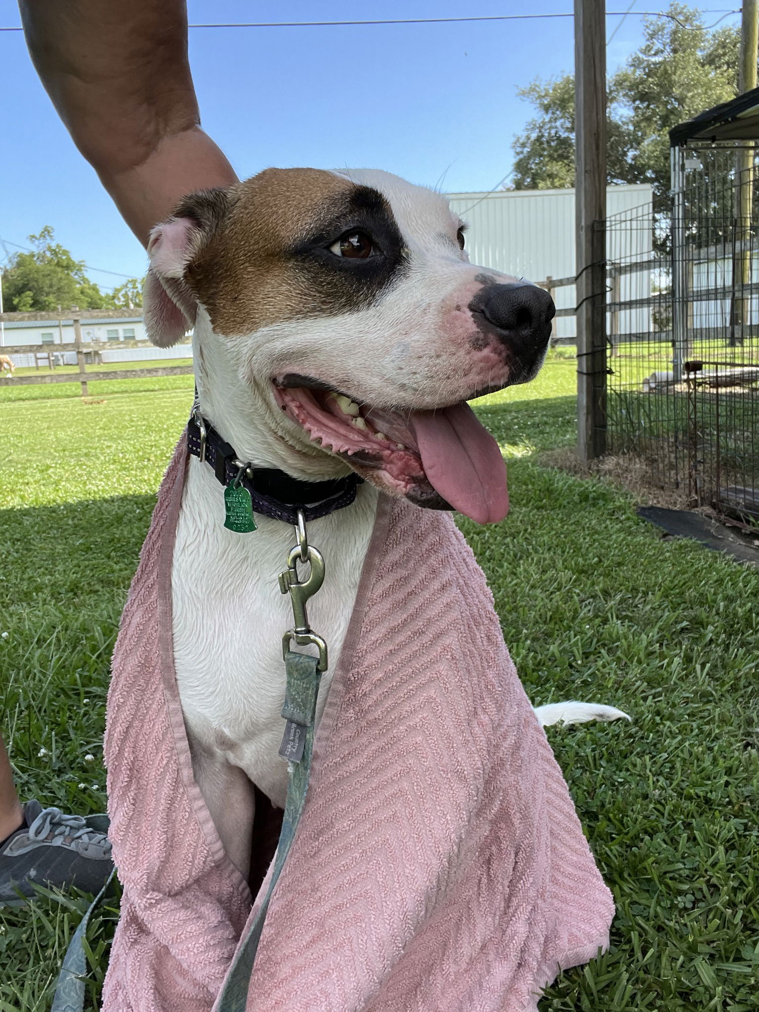 adoptable Dog in Oakhurst, NJ named Skye Blue - Pretty Pooch!