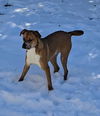 April (boxer) - Awesome lady!