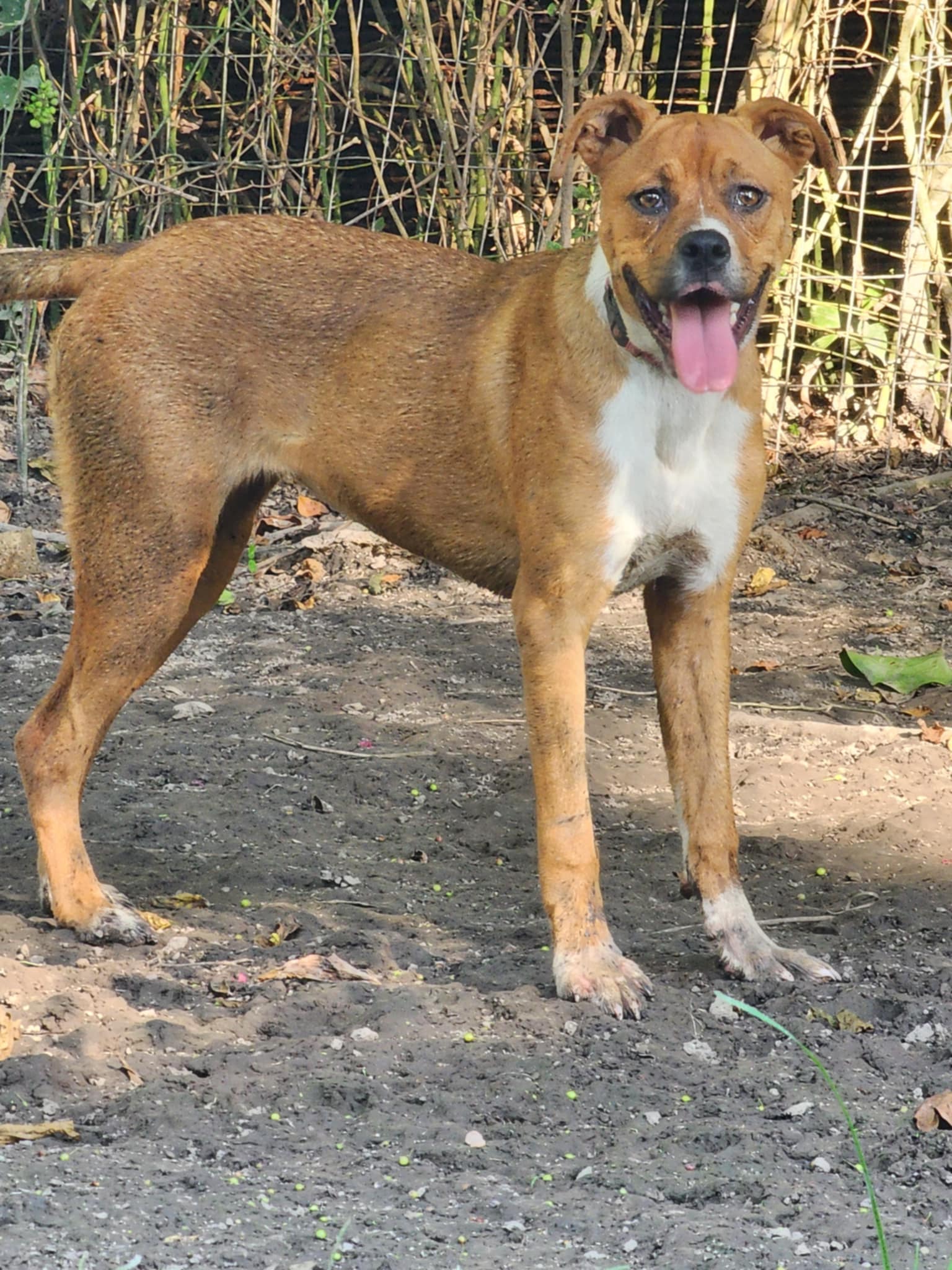 adoptable Dog in Oakhurst, NJ named April - Awesome lady!