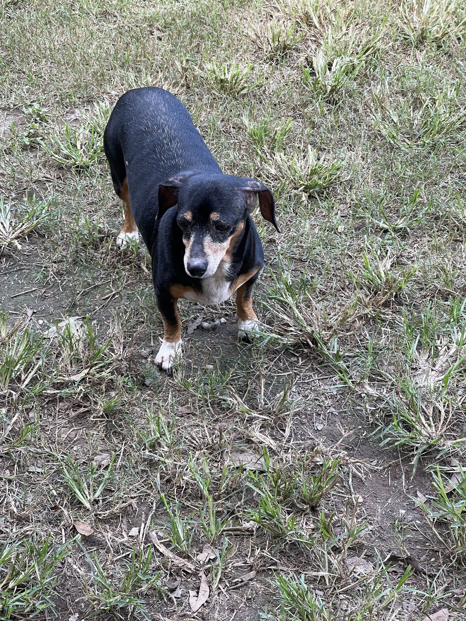 adoptable Dog in Oakhurst, NJ named Molly (dachshund) - Marvelous Pup!