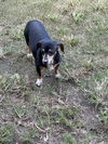 adoptable Dog in , NJ named Molly (dachshund) - Marvelous Pup!