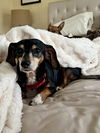 Molly (dachshund) - ADOPTION PENDING