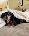 Molly (dachshund) - ADOPTION PENDING