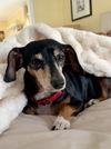 Molly (dachshund) - ADOPTION PENDING