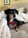 Molly (dachshund) - ADOPTION PENDING