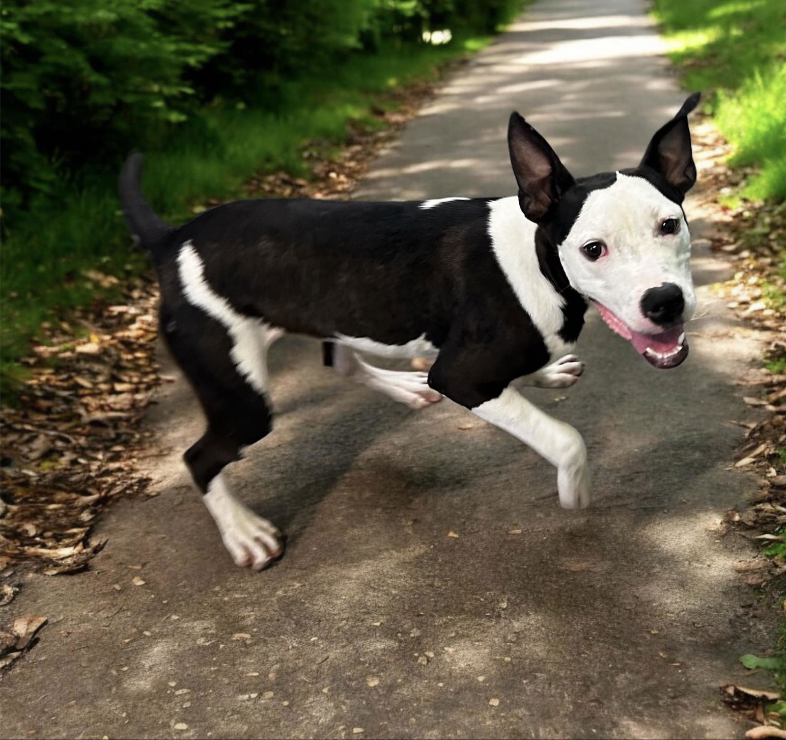 adoptable Dog in Oakhurst, NJ named Jimmy Graham - Touchdown!