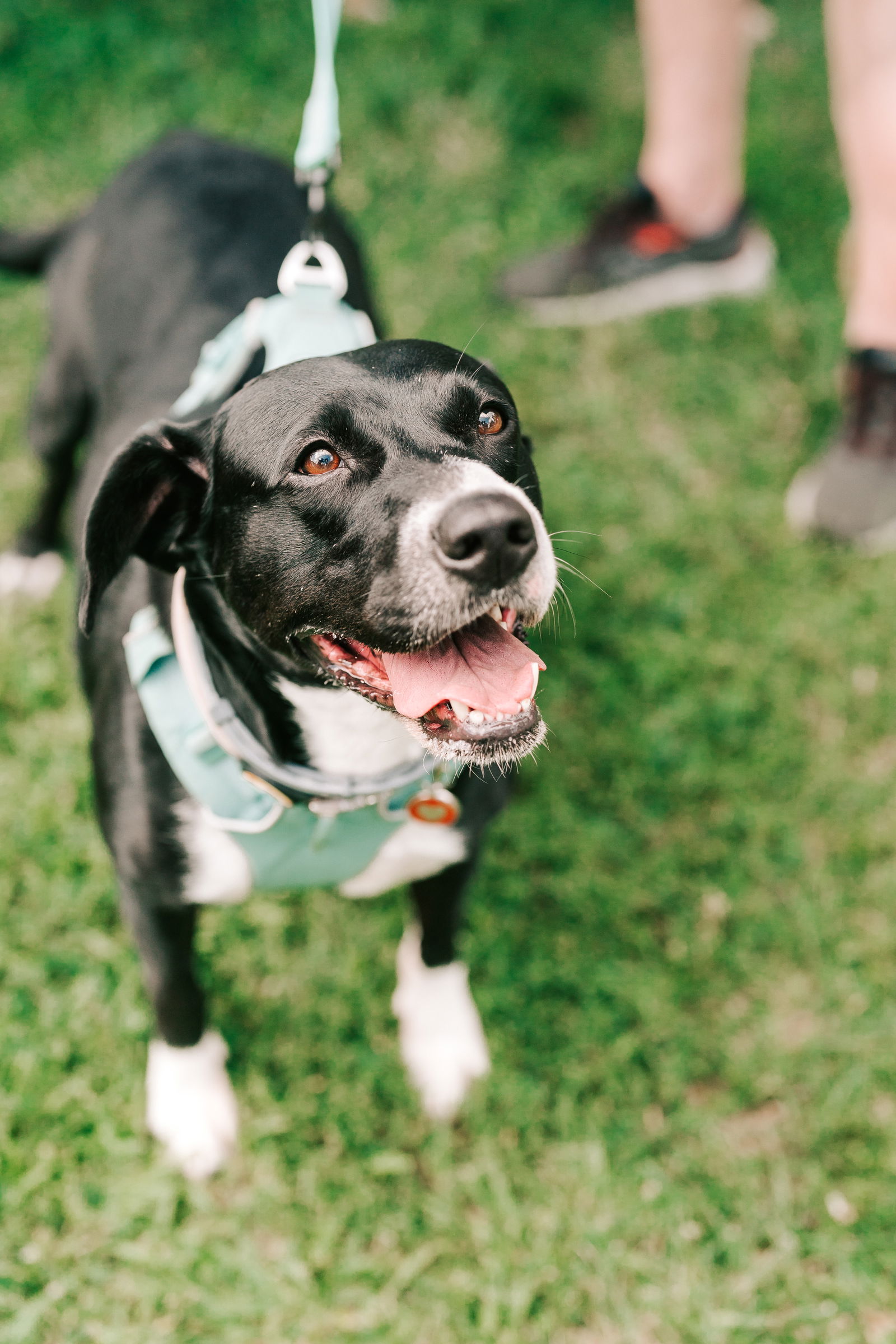 adoptable Dog in Oakhurst, NJ named Blip - Beautiful Blip!!