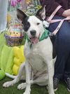 Radar - Bonded to Blip!