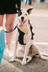 Radar - Ready for Fun!