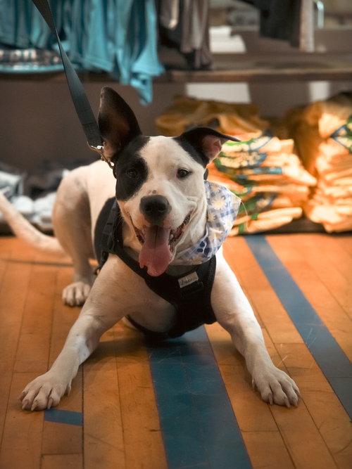 RADAR - READY FOR FUN! - American Pit Bull Terrier / American Bulldog available for adoption