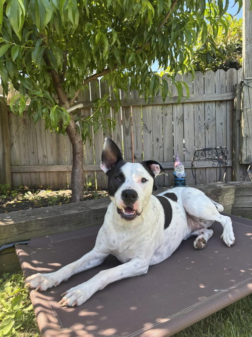 Radar - Ready for Fun!, an adoptable American Pit Bull Terrier in Oakhurst, NJ