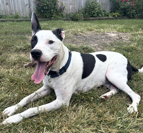 Radar - Ready for Fun photo 2