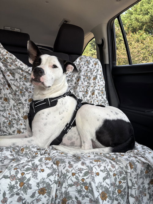 Radar - Ready for Fun photo 1