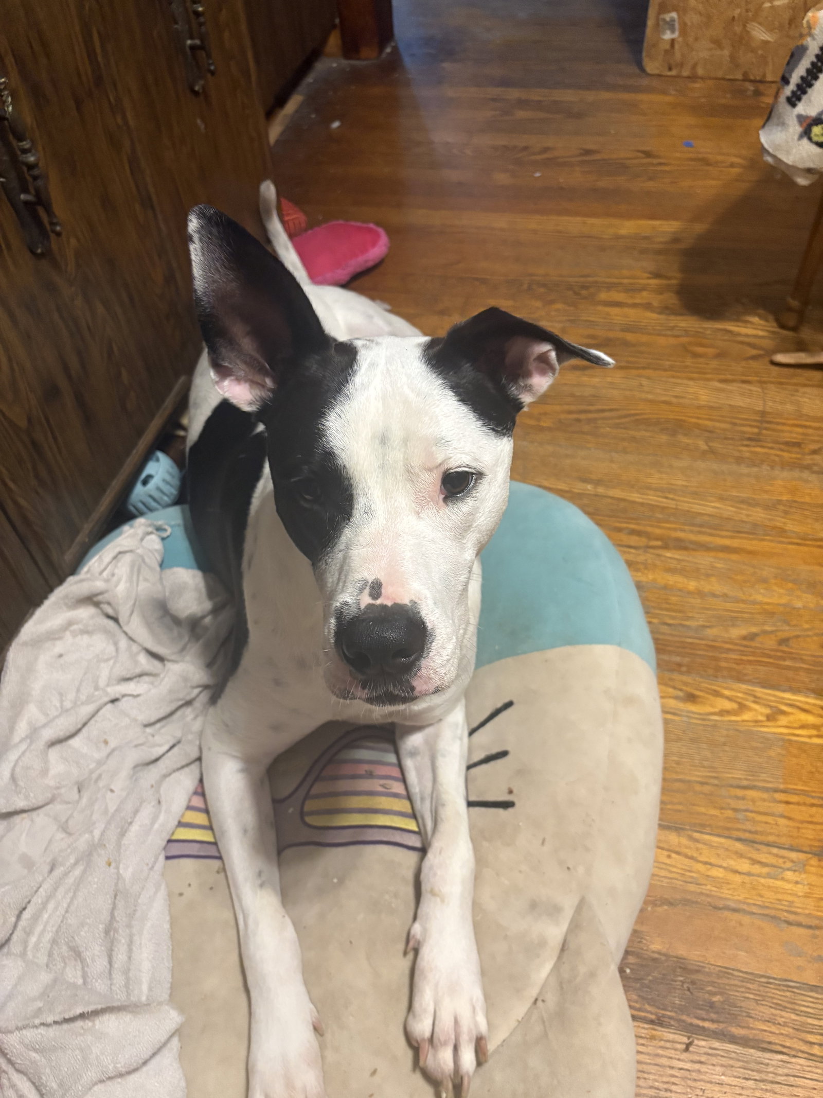 Radar - Ready for Fun!, photo 2