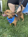Bandit (rat terrier/chi) - Small size, big love!