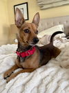 Bandit (rat terrier/chi) - Small size, big love!