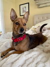 Bandit (rat terrier/chi) - Small size, big love!