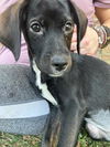 Onyx Now Keeley