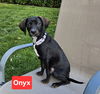 Onyx - Beautiful Baby!