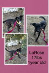 LaRose - Lovely Lass!