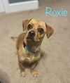 Roxie - Really cute gal!