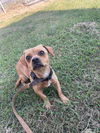 Roxie - Really cute gal!