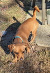 Roxie