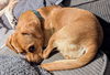 Roxie