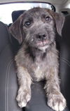 adoptable Dog in , NJ named Collin - Cute Puppy!!