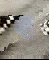 Chip