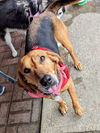 Annie - Lovely Hound!