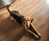 Annie - Lovely Hound!