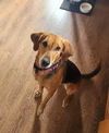 Annie - Lovely Hound!