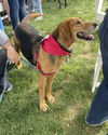 Annie - Lovely Hound!