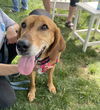 Annie - Lovely Hound!
