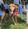 Annie - Lovely Hound!