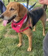 Annie - Lovely Hound!