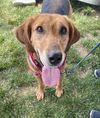 Annie - Lovely Hound!