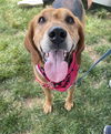 Annie - Lovely Hound!