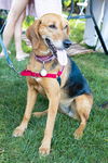 Annie - Lovely Hound!