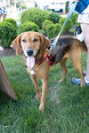 Annie - Lovely Hound!