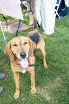Annie - Lovely Hound!