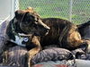 Brodie - Handsome Brindle!