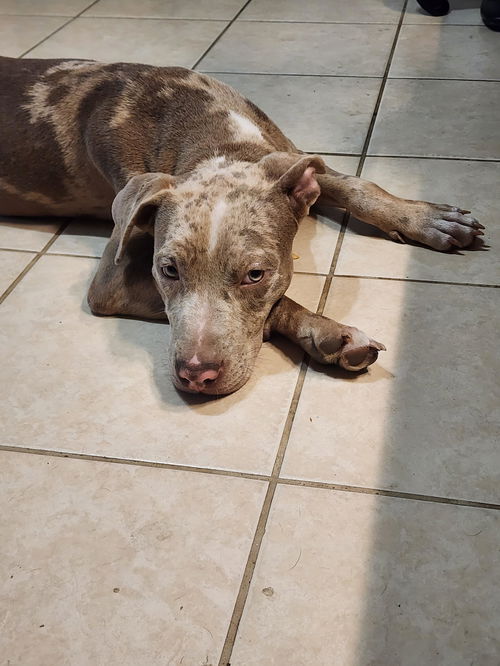 Peanut